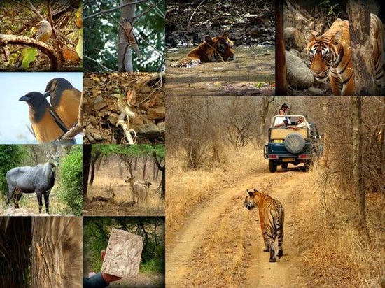 Day 1:  Sawai Madhopur  *Ranthambore   Railway Station.   