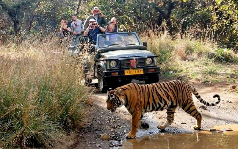 Day 3: Ranthambore National Park - / Onward Destination  