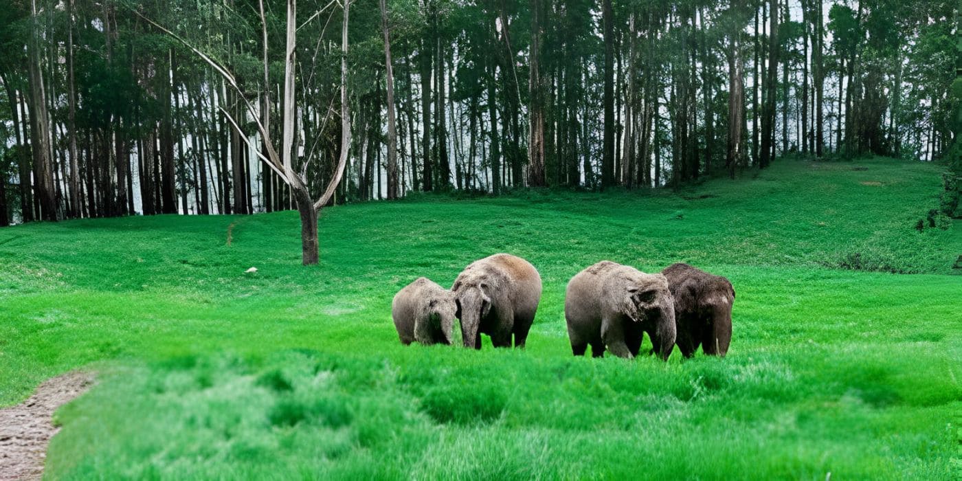 Periyar Park