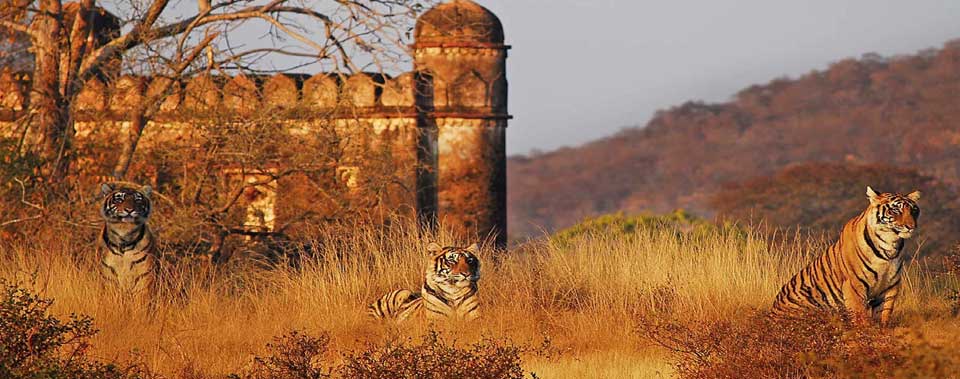 Ranthambore Jungle Tour With Taj Mahal 08 Nights 09 Days .