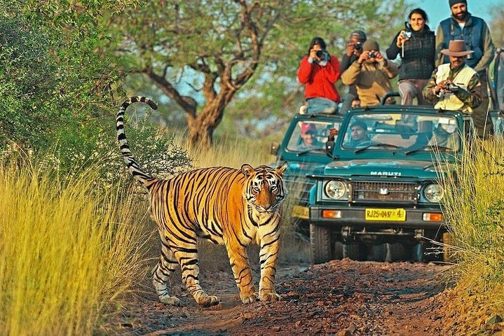 Ranthambore Jungle Safari 